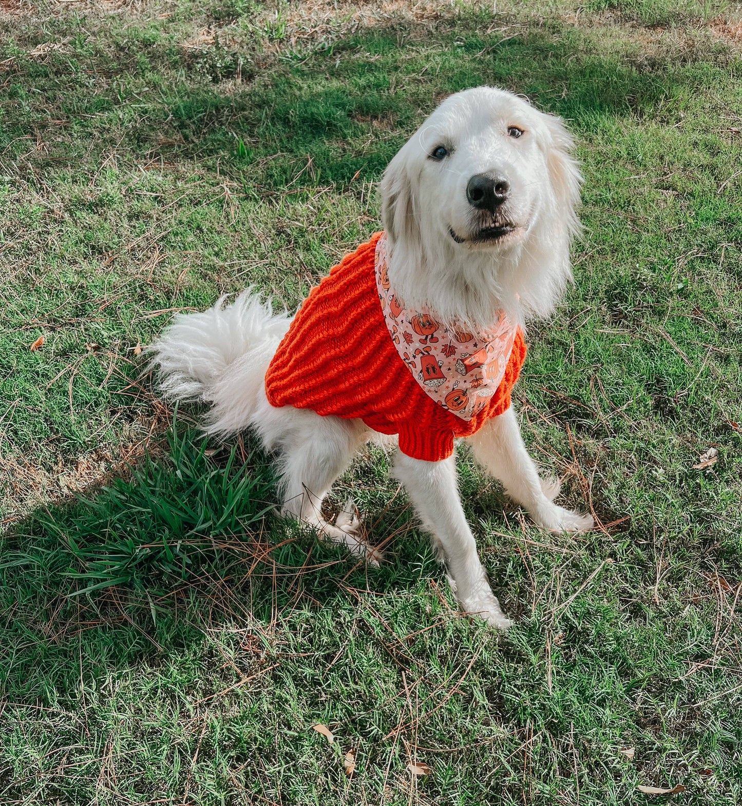 Dog Cable Knit Sweater - Orange