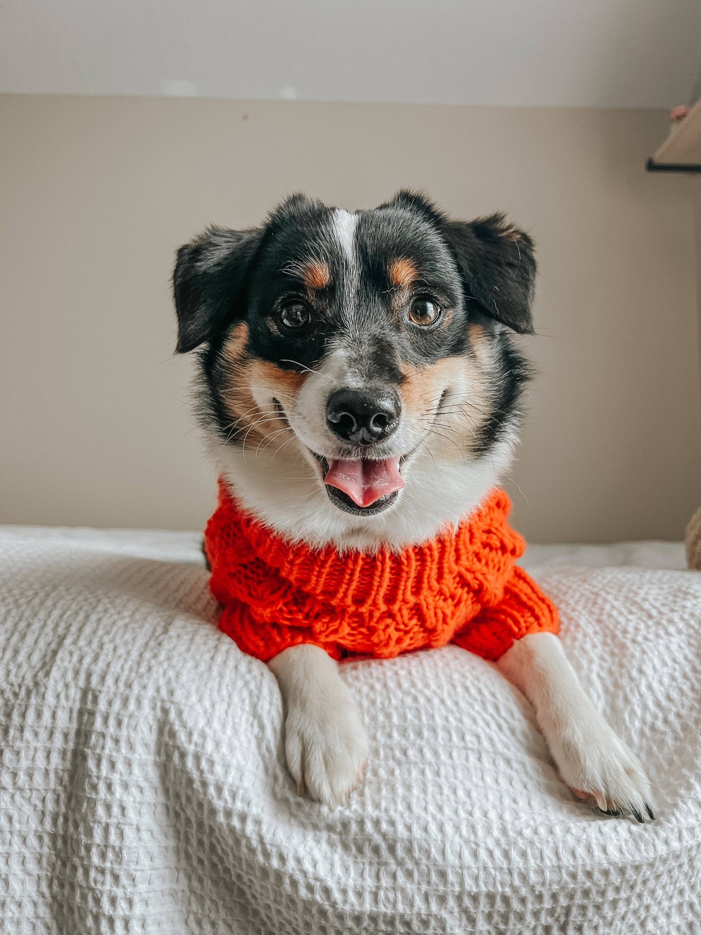 Dog Cable Knit Sweater - Orange