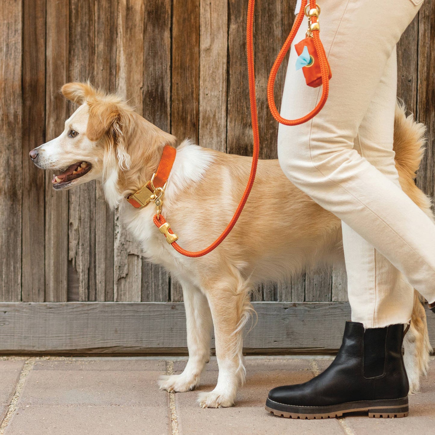 Cider Dog Collar