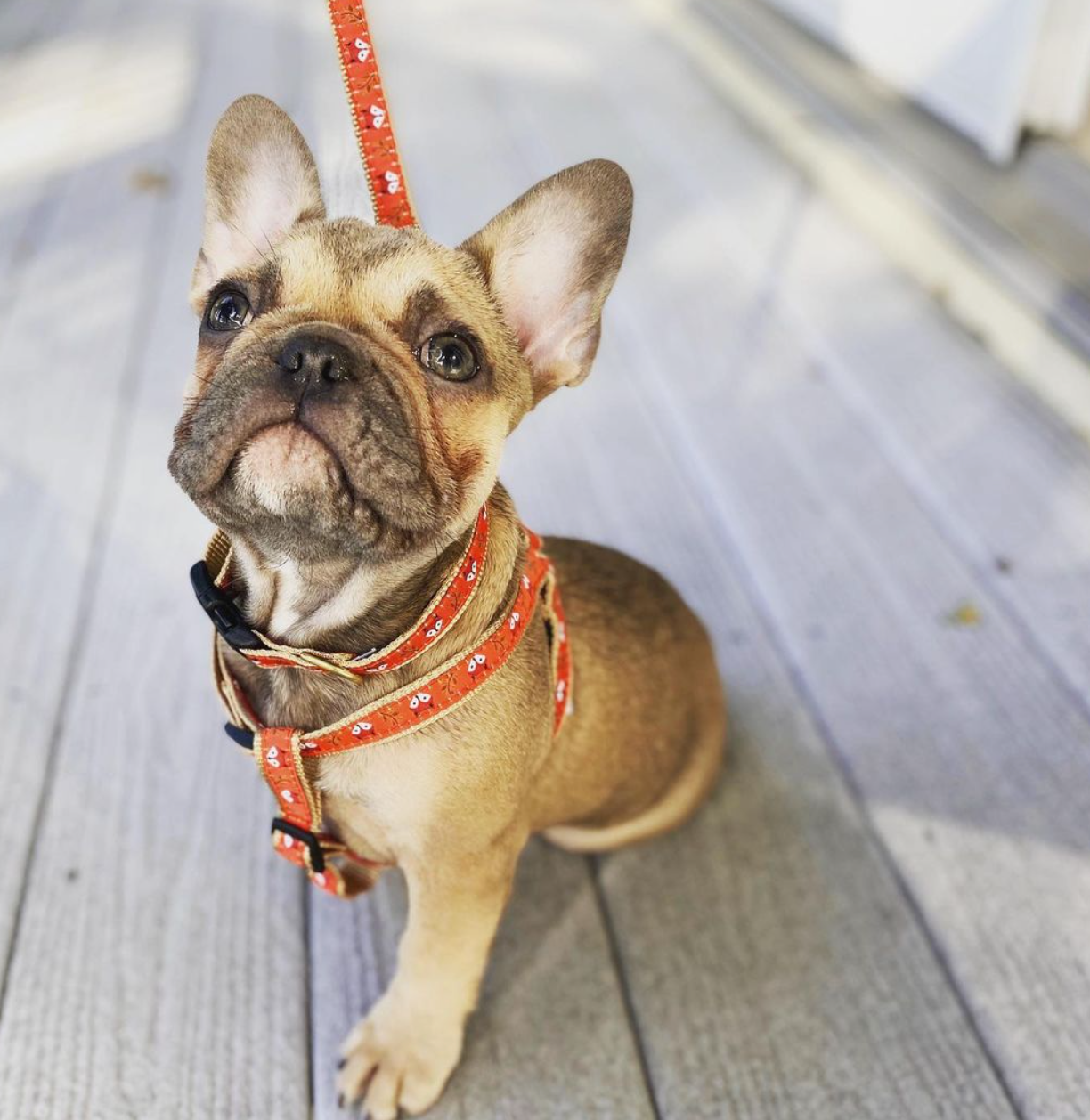 Foxy Fall Dog Harness