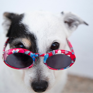 cute dog with red and blue glasses