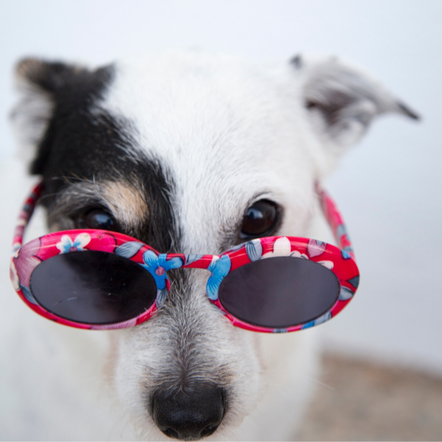 cute dog with red and blue glasses
