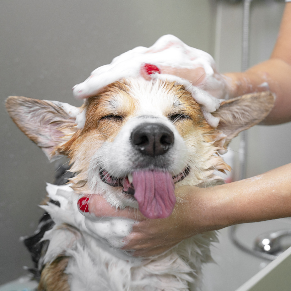 A happy Corgi undergoing a shampoo bath, with a person washing its face and neck in a shower setting. The dog has white soap foam on its head and tongue is sticking out.