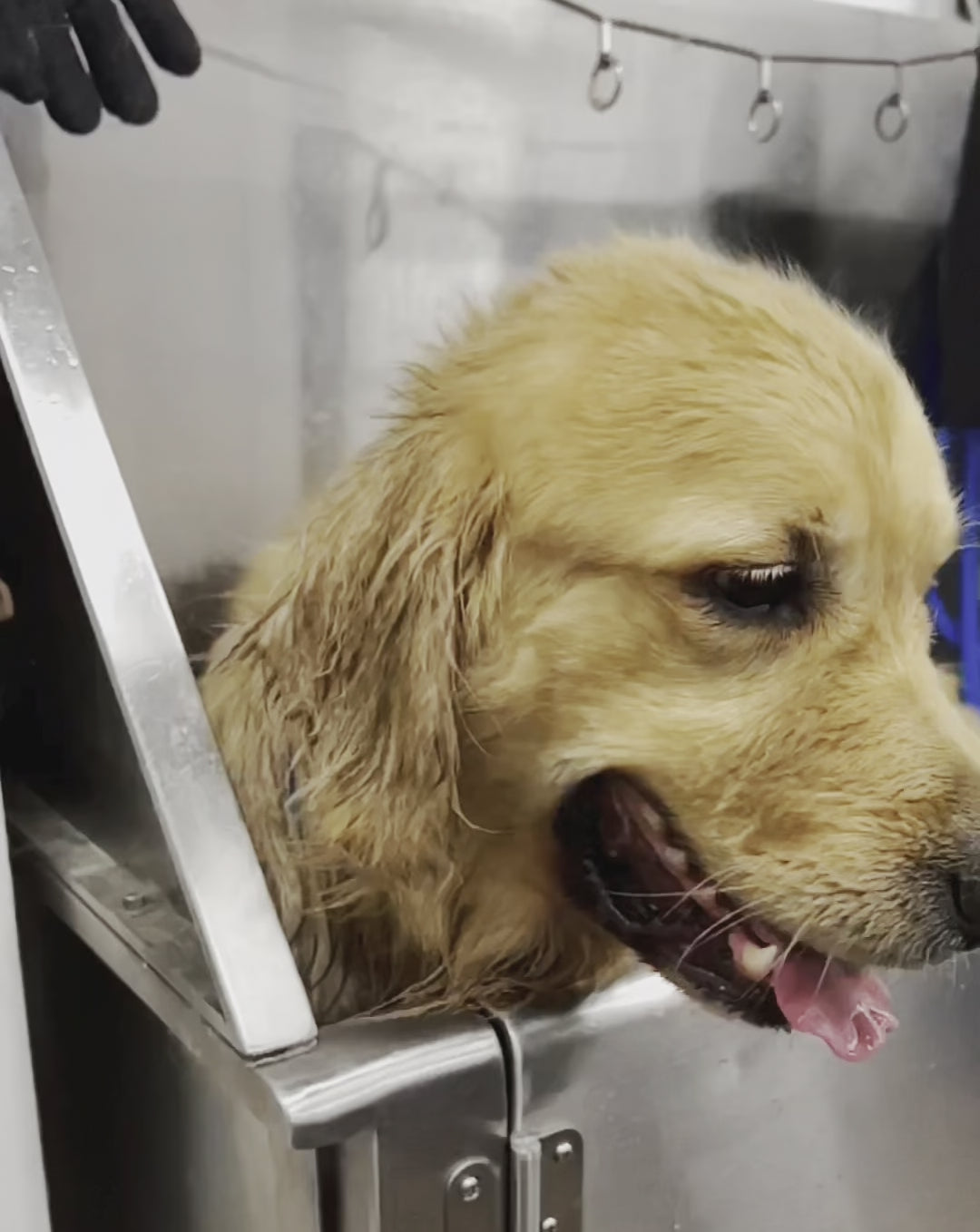 Load video: Daily Routine Pet Grooming Salon